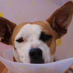 Perro veterinario Sabadell